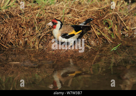 Stieglitz (Carduelis carduelis) trinken an woodland Pool, Warwickshire, UK, August. Stockfoto