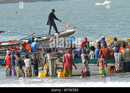 Gambische Frauen kaufen Fisch von den Fischern in bunten Boote am Strand, Gambia, Westafrika, November 2012. Stockfoto