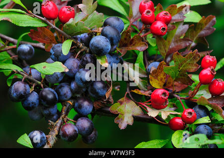 Schlehe (Prunus spinosa) Schlehen und Weißdorn-Beeren (Rosa moschata) Reifung in verwirrtem Hecke, Dorset. September. Stockfoto