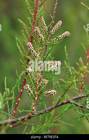 Blumen Tamariske (Tamarix gallica) in der Knospe. Dorset, Großbritannien, Juni. Stockfoto