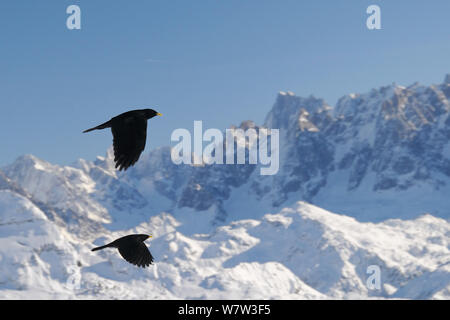 Zwei Alpine/Yellow-billed choughs (Pyrrhocorax Ochotonidae) im Flug mit Mont Blanc, Europa &#39;s höchster Berg im Hintergrund, Flaine, Französische Alpen, Haute Savoie, Frankreich, Dezember. Stockfoto