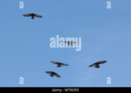 Fünf Alpine/Yellow-billed choughs (Pyrrhocorax Ochotonidae) im Flug, kreisende Overhead, Flaine, Französische Alpen, Haute Savoie, Frankreich, Dezember. Stockfoto