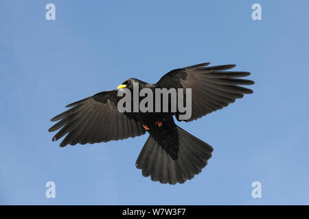 Alpine/Yellow-billed chough (Pyrrhocorax Ochotonidae) flying Overhead, Flaine, Französische Alpen, Haute Savoie, Frankreich, Dezember. Stockfoto