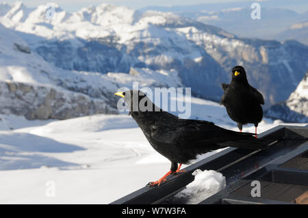 Zwei Alpine/Yellow-billed choughs (Pyrrhocorax Ochotonidae) auf dem Balkon eines Berges Restaurant mit den Alpen im Hintergrund, Flaine thront, Haute Savoie, Frankreich, Dezember. Stockfoto