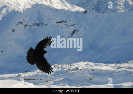 Alpine/Yellow-billed chough (Pyrrhocorax Ochotonidae) im Flug unter dem Mont Blanc, Europa &#39;s höchster Berg, Flaine, Französische Alpen, Haute Savoie, Frankreich, Dezember. Stockfoto