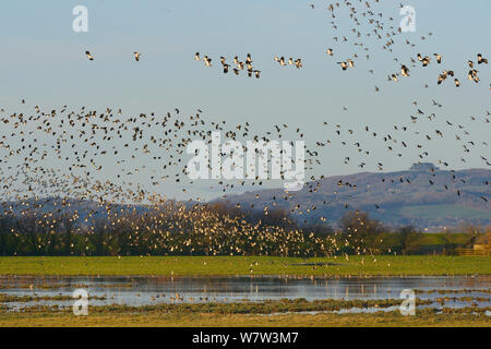 Dichte Schwärme von Kiebitze (Vanellus vanellus), Goldregenpfeifer (Pluvialis apricaria) und Black-tailed godwits (Cygnus olor) Fliegen über eine Gruppe von gemeinsamen Teal (Anas crecca) Nahrungssuche auf überschwemmten Weideland, Gloucestershire, UK, Januar. Stockfoto