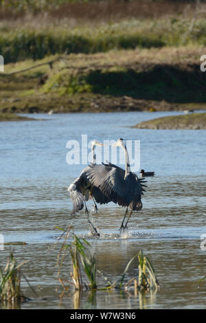 Zwei Kinder Graureiher (Ardea cinerea) Kämpfen eine territoriale Streitigkeiten, Rutland Water, Rutland, UK, November. Stockfoto