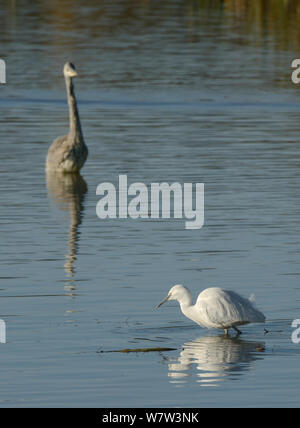 Seidenreiher (Egretta garzetta) stalking Fisch am frühen Morgen Licht mit einem Graureiher (Ardea cinerea) Nahrungssuche im Hintergrund, Rutland Water, Rutland, UK, November. Stockfoto