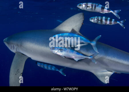 Blauhai (Prionace Hastata) mit Pilot Fisch (Naucrates Rakel) Insel Faial, Azoren, Portugal, Atlantik, September. Stockfoto