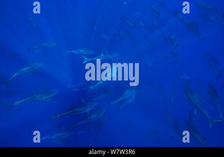 Atlantische Blauflossenthun (Thunnus Thynnus) Untiefe im offenen Ozean, nördlich von der Insel Santa Maria, Azoren, Portugal, September. Stockfoto