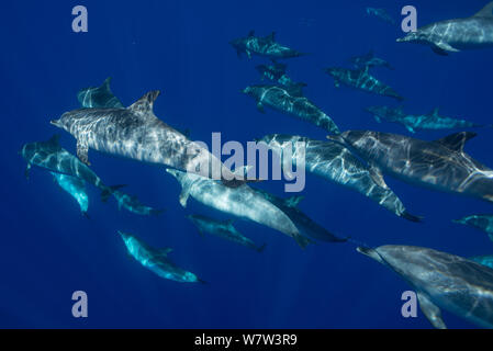 Pod von Atlantic spotted dolphins Unterwasser (Stenella frontalis) Azoren, Nordatlantik, September. Stockfoto