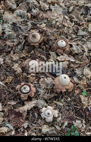 Collared Earthstar Pilz (Geastrum Triplex) Surrey, England, UK, November. Stockfoto