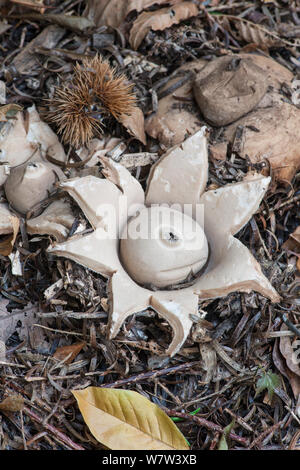 Collared Earthstar Pilz (Geastrum Triplex) Surrey, England, UK, November. Stockfoto