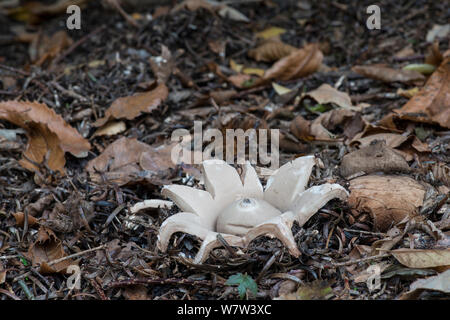 Collared Earthstar Pilz (Geastrum Triplex) Surrey, England, UK, November. Stockfoto