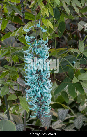 Jade Vine (Strongylodon macrobotrys) native auf den Philippinen. Stockfoto