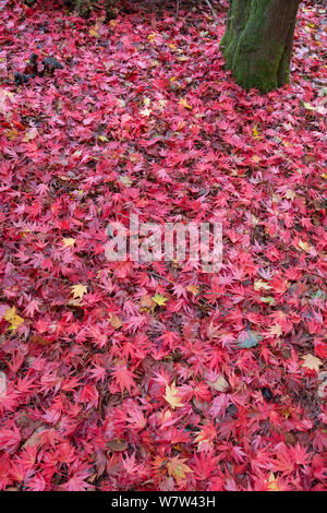 Gefallenen Blätter Ahorn (Acer sp.) im Herbst. Winkworth Arboretum, Surrey, England, Großbritannien, Oktober. Stockfoto