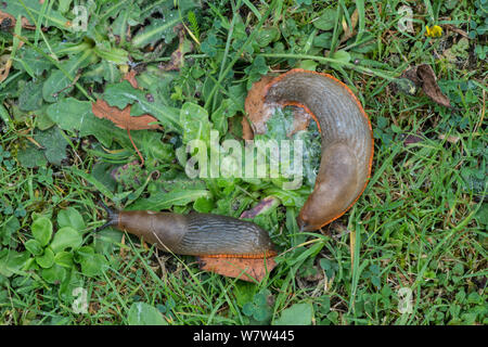 Slug (Arion ater agg) orange Form, Paar nach der Paarung. Surrey, England, UK, September. Stockfoto