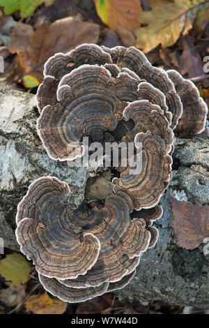 Turkeytail Pilz (Trametes versicolor) auf Verrottenden Birke anmelden. Surrey, England, UK, November. Stockfoto