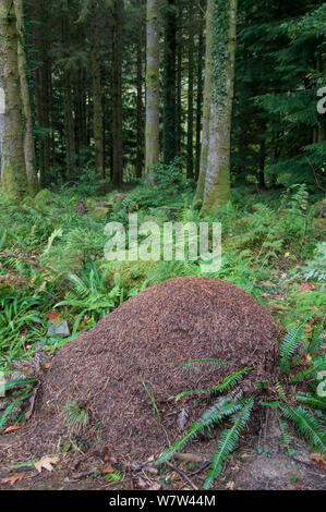 Waldameise (Formica rufa) Nest in den herbstlichen Wald. Snowdonia, Wales, Großbritannien, Oktober. Stockfoto