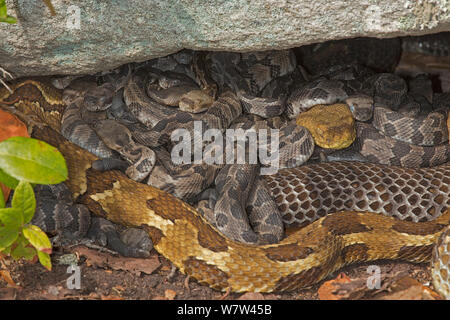 Holz Klapperschlangen (Crotalus horridus) erwachsenen Frauen und neugeborenen Jungen, Pennsylvania, USA, September. Stockfoto