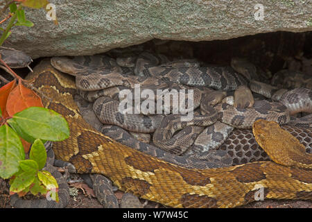 Holz Klapperschlangen (Crotalus horridus) erwachsenen Frauen und neugeborenen Jungen, Pennsylvania, USA, September. Stockfoto