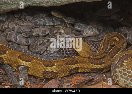 Doppelte Holz Klapperschlangen (Crotalus horridus, erwachsenen Frauen und neugeborenen Jungen, Pennsylvania Stockfoto