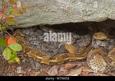 Holz Klapperschlangen (Crotalus horridus) erwachsenen Frauen und neugeborenen Jungen, Pennsylvania, USA, September. Stockfoto