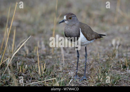 Afrikanische Gelbstirn-blatthühnchen Kiebitz (Vanellus senegallus) Masai Mara, Kenia. Stockfoto