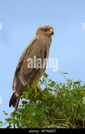 Tawny Eagle (Aquila rapax) Masai Mara NP, Kenia. Stockfoto