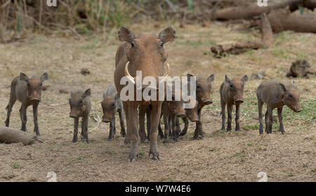 Warzenschwein (Phacochoerus aethiopicus) mit einer großen Gruppe von Jungen, Masai Mara, Kenia. Stockfoto