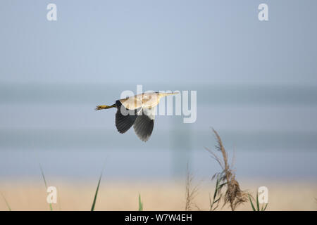 Gelbe Rohrdommel (Ixobrychus sinensis) im Flug, Oman, Mai Stockfoto