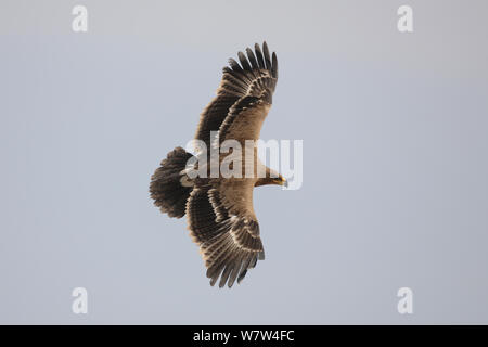 Steppenadler (Aquila Nipalensis) während des Fluges, Oman, November Stockfoto