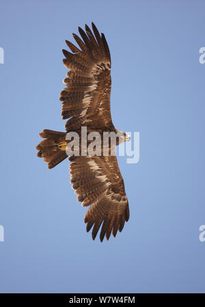 Steppenadler (Aquila Nipalensis) während des Fluges, Oman, November Stockfoto