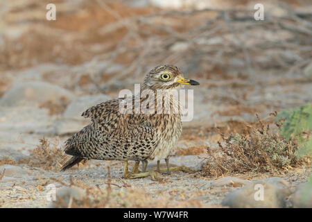 Spotted Dick Knie (Burhinus capensis) Erwachsenen, die Küken mit Flügeln, Oman, Mai Stockfoto