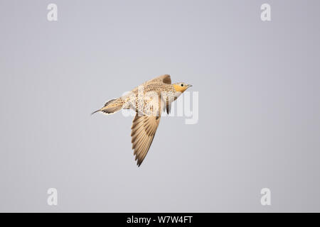 Gefleckte sandgrouse (Pterocles senegallus) Weibliche im Flug, Oman, September Stockfoto