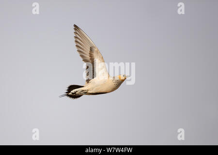 Gefleckte sandgrouse (Pterocles senegallus) Weibliche im Flug, Oman, September Stockfoto