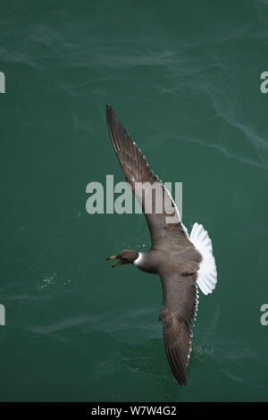 Verrußtes Möwe (Larus hemprichii) im Flug, Oman, August Stockfoto