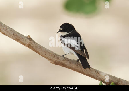 Halb collared Schopftyrann (Ficedula semitorquata) männlichen auf Zweig, Oman, April Stockfoto