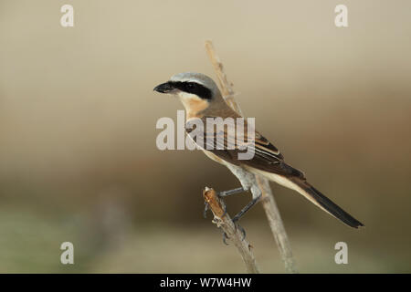 Long-tail shrike (Lanius Helvetica) Oman, September Stockfoto