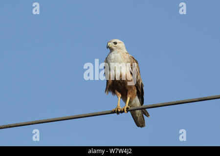 Langbeinige Mäusebussard (Buteo rufinus) auf Draht, Oman gehockt, Februar Stockfoto