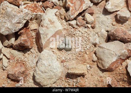 Seeregenpfeifer (Charadrius alexandrinus) Nest mit drei Eiern, Oman, Mai Stockfoto