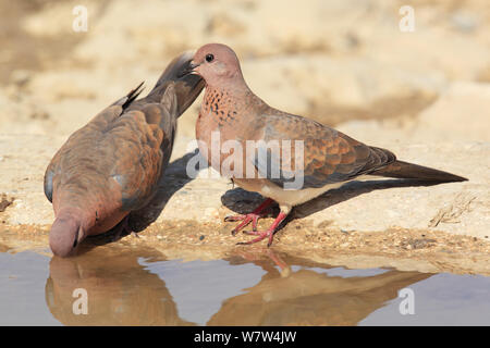 Laughing dove (Streptopelia senegalensis) zwei Trinken an Wasser, Oman, September Stockfoto