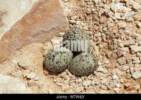 Seeregenpfeifer (Charadrius alexandrinus) Nest mit drei Eiern, Oman, Mai Stockfoto