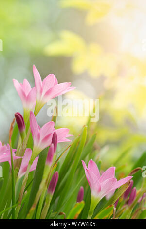 Fairy Lily, Regen Lily, oder Zephyr Blume im Sommergarten. Zephyranthes grandiflora. Stockfoto