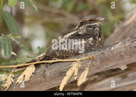 Europäische nightjar (Caprimulgus europaeus) auf Zweig, Oman ruht, kann Stockfoto