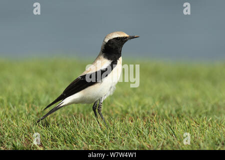 Wüste Steinschmätzer (Oenanthe deserti) männlich, auf Rasen, Oman, März Stockfoto