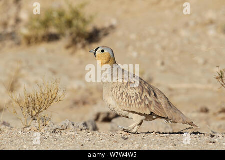 Gekrönt sandgrouse (Pterocles coronatus) männlich, Oman, Januar Stockfoto