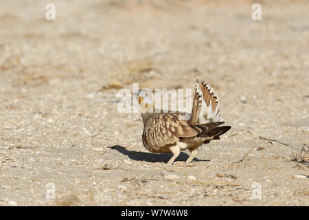 Gekrönt sandgrouse (Pterocles coronatus) männlich, Schwanz im Display, Oman, Januar Stockfoto