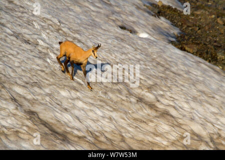 Gemse (Rupicapra rupicapra) auf felsigen Hang, Abago, Kavkazsky Zapovednik, Russland Stockfoto