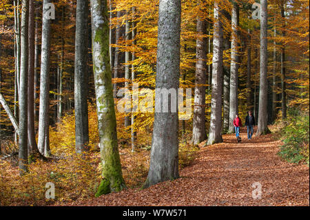 Der Mann und die Frau mit einem Hund zu Fuß auf einem Pfad in eine breitblättrige Wald im Herbst, Bayerischer Wald/Nationalpark Bayerischer Wald, Deutschland, Oktober 2013. Stockfoto